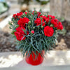 50 SCARLET RED CARNATION Dianthus Caryophyllus Grenadin Double Flower Seeds