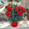 Mixed Carnation / Double Dianthus Chinensis Flower Seeds – photo 10