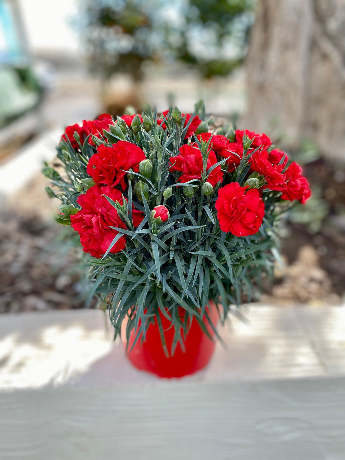 Mixed Carnation / Double Dianthus Chinensis Flower Seeds – photo 10