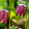 10 CHECKER LILY Fritillaria Affinis Chocolate Mission Bells Flower Seeds