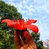 10 RED SILK COTTON Tree Bombax Ceiba Kapok Tropical Flower Seeds