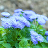 250 Dwarf BLUE BEDDER AGERATUM aka Floss Flower Ageratum Houstonianum Flower Seeds
