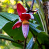 5 PLANTAIN BANANA Musa Balbisiana Hardy Red Flowering Sweet Wild Fruit Tree Seeds
