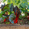 300 RHUBARB RED SWISS CHARD Perpetual Spinach Beta Vulgaris Vegetable Seeds