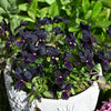 50 BLACK PANSY Clear Crystals Viola Wittrockiana Flower Seeds