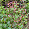 150 FAME FLOWER Jewels of Opar Talinum Paniculatum Portulaca Patens Fameflower Vegetable Leaf Seeds