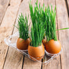 500 Organic CAT GRASS WHEAT Grass Pet Grass Wheatgrass Catgrass Triticum Aestivum Seeds