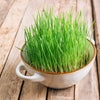 500 Organic CAT GRASS WHEAT Grass Pet Grass Wheatgrass Catgrass Triticum Aestivum Seeds