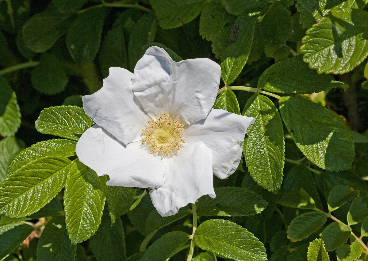 White Japanese Rose Seeds – Rosa Rugosa Alba Bush Rugosa Rose Flower – photo 3