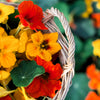 50 Mixed Colors DWARF JEWEL NASTURTIUM Tropaeolum Minus Flower Seeds
