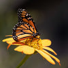 25 YELLOW Torch MEXICAN SUNFLOWER Tithonia Speciosa Flower Seeds