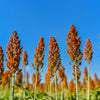 50 HONEY DRIP SORGHUM Bicolor Honey Drop Syrup Grain Vegetable Seeds