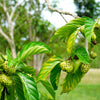 20 NONI Cheese Fruit Great Morinda Citrifolia Indian Beach Mulberry Shrub Tree Seeds