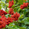 100 ANNATTO TREE Lipstick Plant Bixa Orellana Seeds