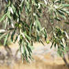 10 CANINO OLIVE TREE Olea Europaea Canino Edible European Common Green Black Fruit Seed