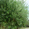 10 CANINO OLIVE TREE Olea Europaea Canino Edible European Common Green Black Fruit Seed