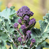 200 PURPLE SPROUTING BROCCOLI Brassica Oleracea Vegetable Seeds