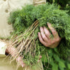 1000 LONG ISLAND Mammoth DILL Anethum Graveolens Herb Flower Seeds