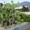 Yellow Prickly Pear Cactus Seeds – Nopal Opuntia Ficus-Indica Flower – photo 7