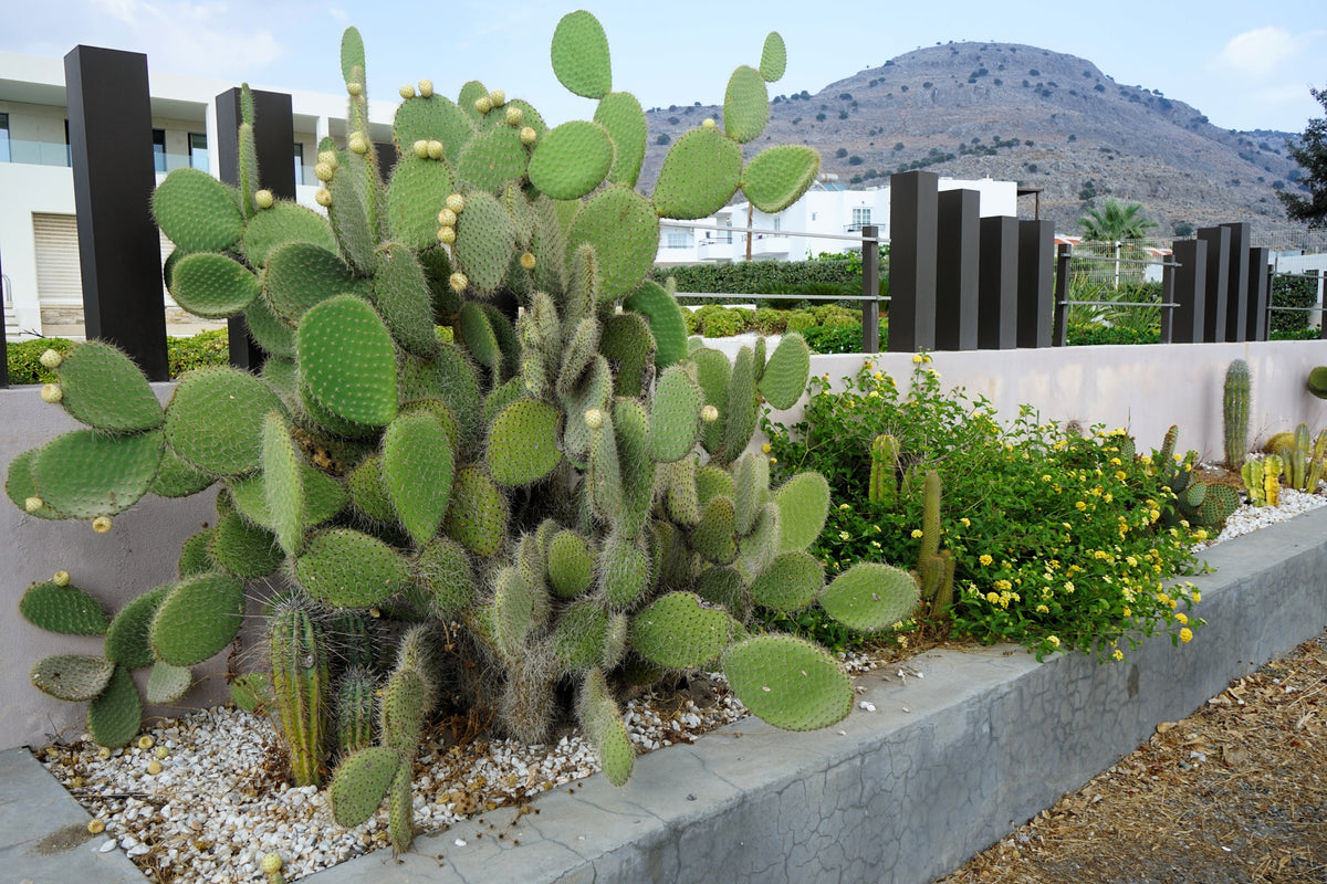 Yellow Prickly Pear Cactus Seeds – Nopal Opuntia Ficus-Indica Flower – photo 7