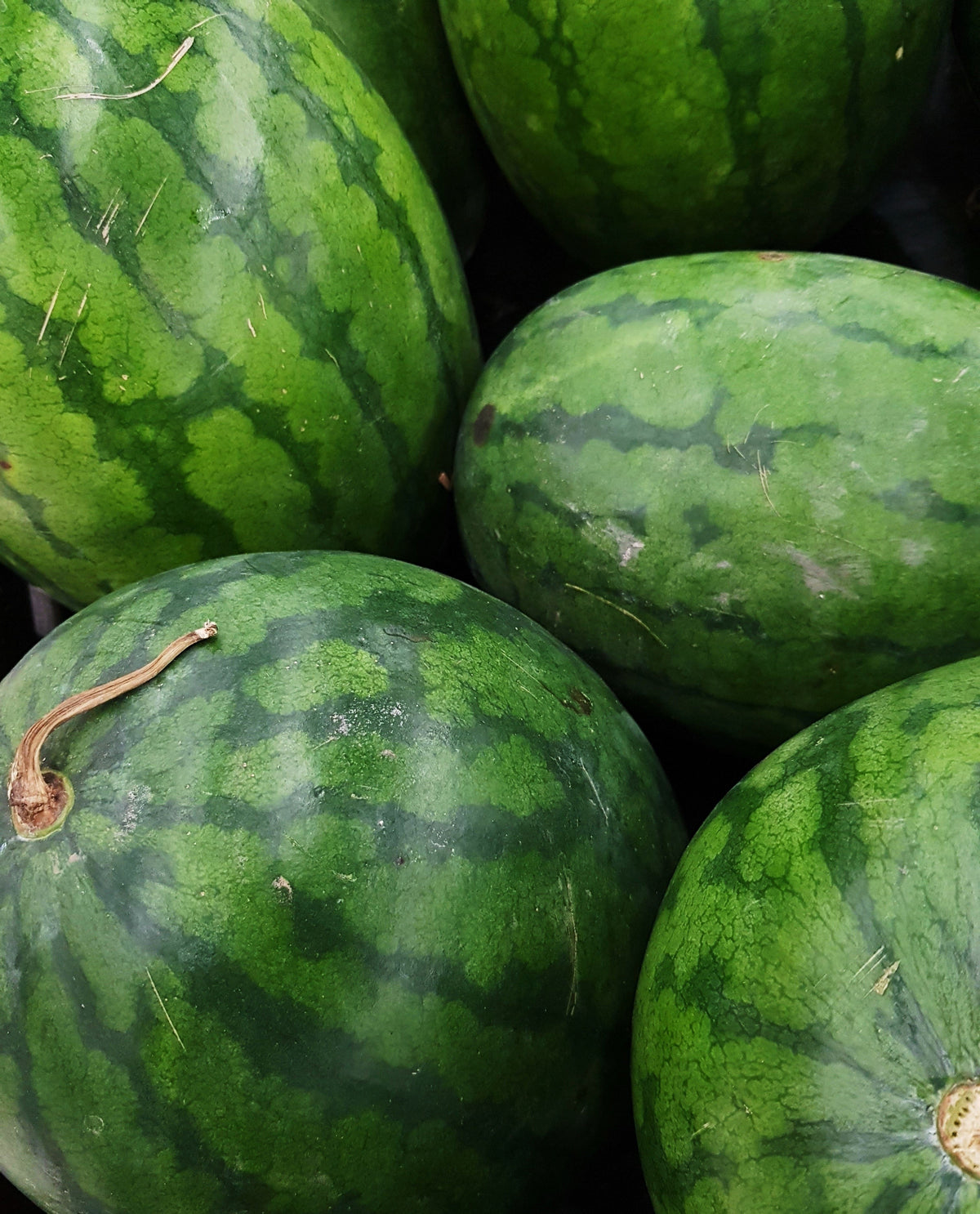 Congo Watermelon Red Citrullus Lanatus 40 lbs Aas Winner Fruit Melon Seeds – photo 8