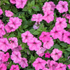 100 PINK PETUNIA Hybrida Pollinator Garden Container Flower Seeds