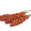 70 SUGAR DRIP SORGHUM Amber Cane Grain Sweet Syrup Vegetable Seeds
