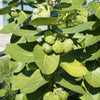 10 GIANT MILKWEED Sodom Apple Calotropis Procera Crown Flower Shrub Seeds