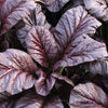 1500 RED GIANT MUSTARD Ornamental Japanese Greens Herb Vegetable Brassica Seeds