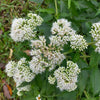 200 TALL WHITE BONESET (Thoroughwort) Eupatorium Perfoliatum Flower Seeds