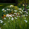 25 WHITE AFRICAN IRIS Fortnight Lily Dietes Iridioides Vegeta aka Cape or Butterfly Iris Yellow Purple Flower Seeds
