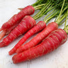 400 ATOMIC RED CARROT Daucus Carota Vegetable Seeds
