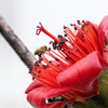 10 RED SILK COTTON Tree Bombax Ceiba Kapok Tropical Flower Seeds