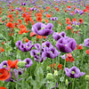 1000 LAVENDER POPPY Purple Papaver Somniferum Flower Seeds