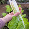 250 BARESE SWISS CHARD White Rib Perpetual Spinach Beta Vulgaris Vegetable Seeds