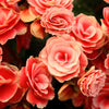 10 SALMON DOUBLE BEGONIA Tuberosa Tuberous Begonia Pink Shade Flower Seeds