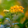 10 SILKY GOLD MILKWEED Butterfly Weed Asclepias Curassavica Monarch Flower Seeds