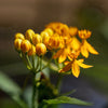 10 SILKY GOLD MILKWEED Butterfly Weed Asclepias Curassavica Monarch Flower Seeds