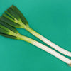 Evergreen Nebuka Bunching Onion Seeds – Japanese Allium Fistulosum Vegetable – photo 9