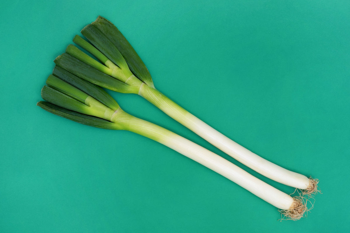 Evergreen Nebuka Bunching Onion Seeds – Japanese Allium Fistulosum Vegetable – photo 9