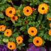 500 PACIFIC Beauty ORANGE MARIGOLD Calendula Officinalis Flower Seeds