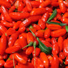 100 HIMALAYAN Tibetan GOJI BERRY Fruit Wolfberry Bush Lycium Barbarum Seeds