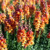 250 ORANGE WONDER SNAPDRAGON Antirrhinum Majus Flower Seeds
