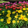 Tall Double Mixed Colors Strawflower Helichrysum Monstrosum Flower Seeds – photo 13