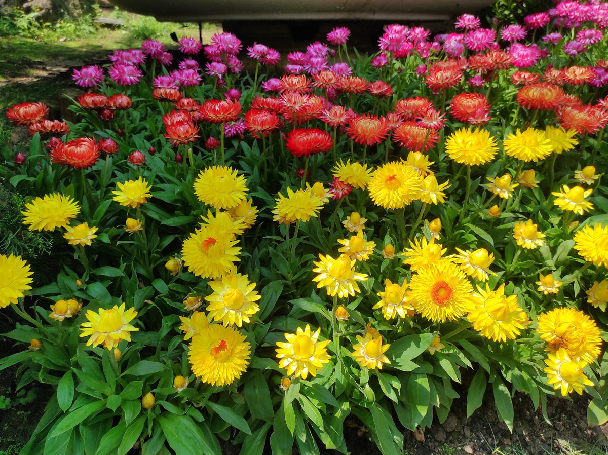 Tall Double Mixed Colors Strawflower Helichrysum Monstrosum Flower Seeds – photo 13