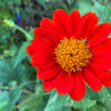 50 RED MEXICAN Torch SUNFLOWER Tithonia Rotundifolia Red Orange Flower Seeds