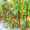 25 RED NOODLE BEAN Yard Long Asparagus Bean Chinese Phaseolus Vulgaris Legume Vegetable Seeds