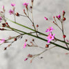 150 FAME FLOWER Jewels of Opar Talinum Paniculatum Portulaca Patens Fameflower Vegetable Leaf Seeds