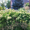50 PEE GEE HYDRANGEA Paniculata Peegee Panicle White Pink Flower Shrub Seeds
