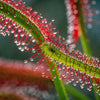 10 CARNIVOROUS SUNDEW PLANT Drosera Flower Seeds